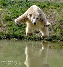 Yorkshire Wildlife Park